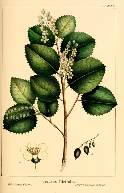 Hollyleaf cherry