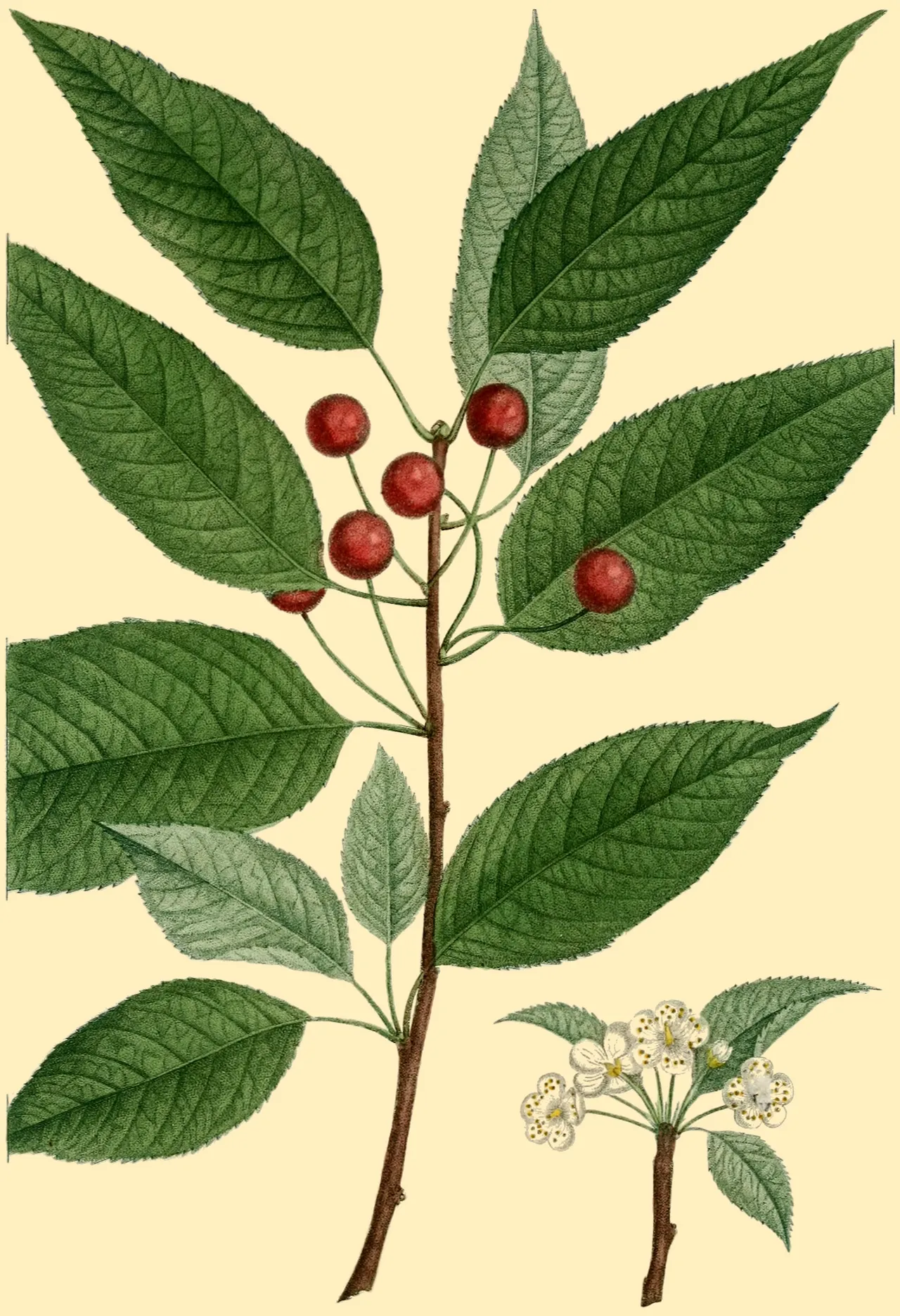 Fire cherry (Prunus pensylvanica)