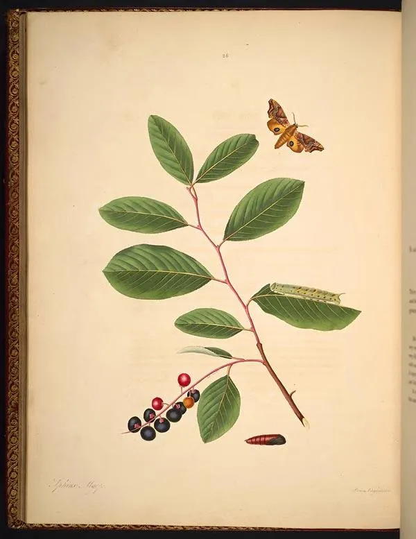 Chokecherry (Prunus virginiana)