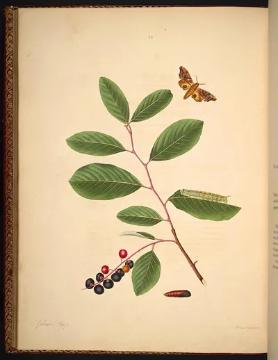 Chokecherry