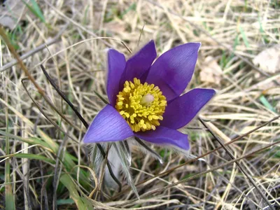 Eastern pasqueflower