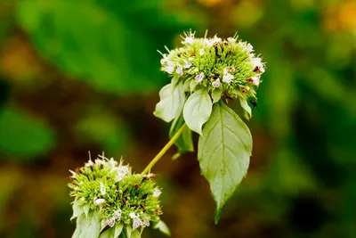 Hoary Mountainmint