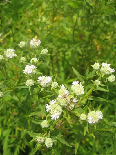 Narrowleaf mountainmint