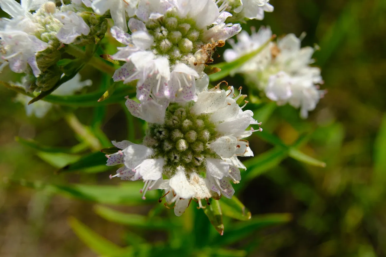 Virginia mountain mint (Pycnanthemum virginianum)