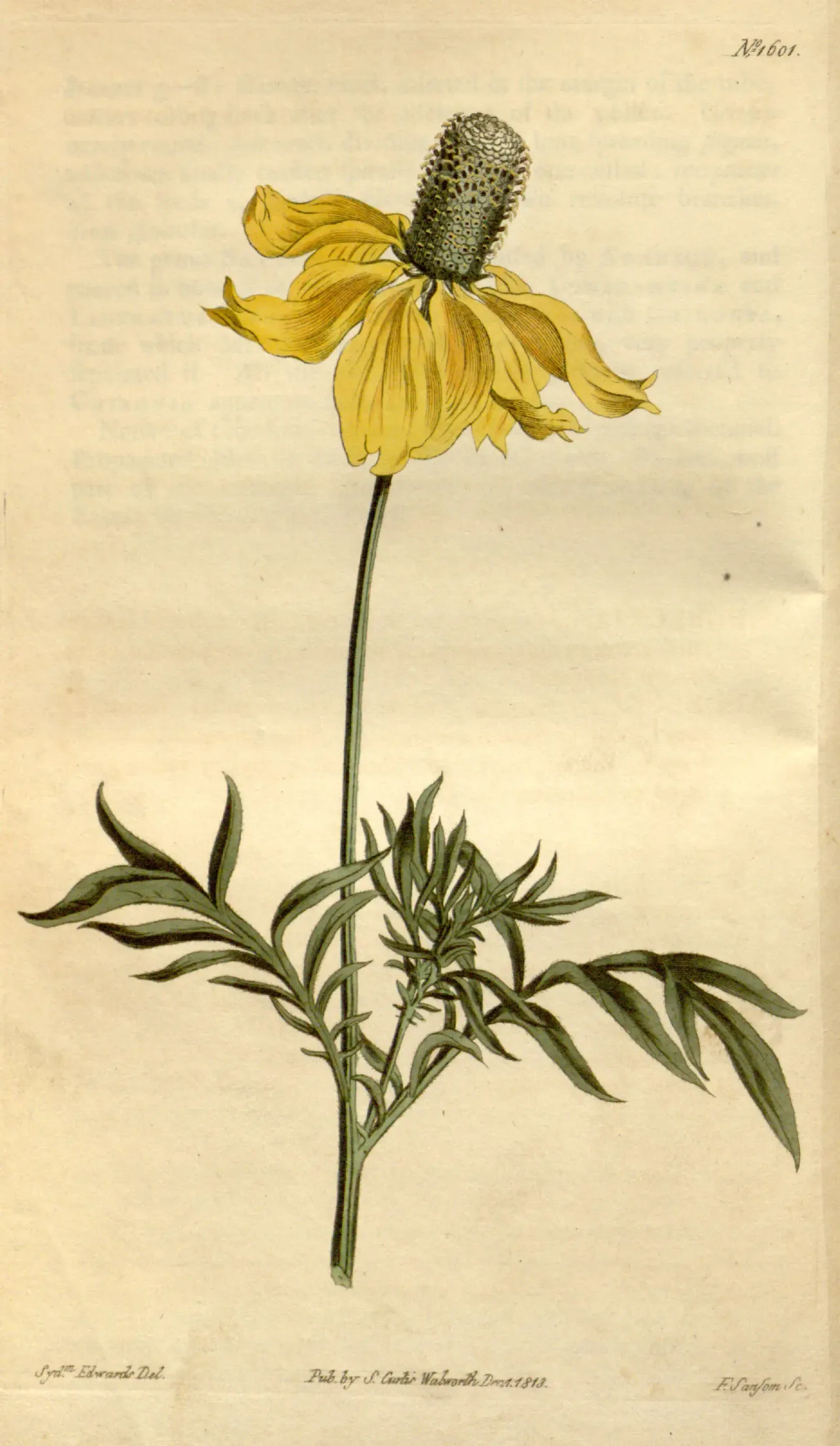 Upright prairie coneflower (Ratibida columnifera)