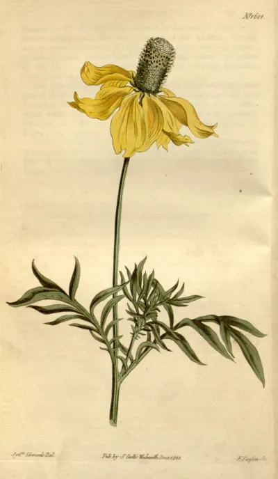 Upright prairie coneflower