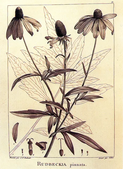 Grey-headed coneflower