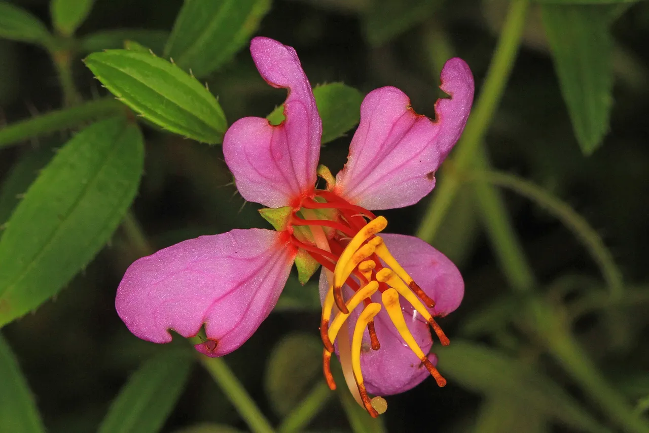 Maryland meadowbeauty (Rhexia mariana)