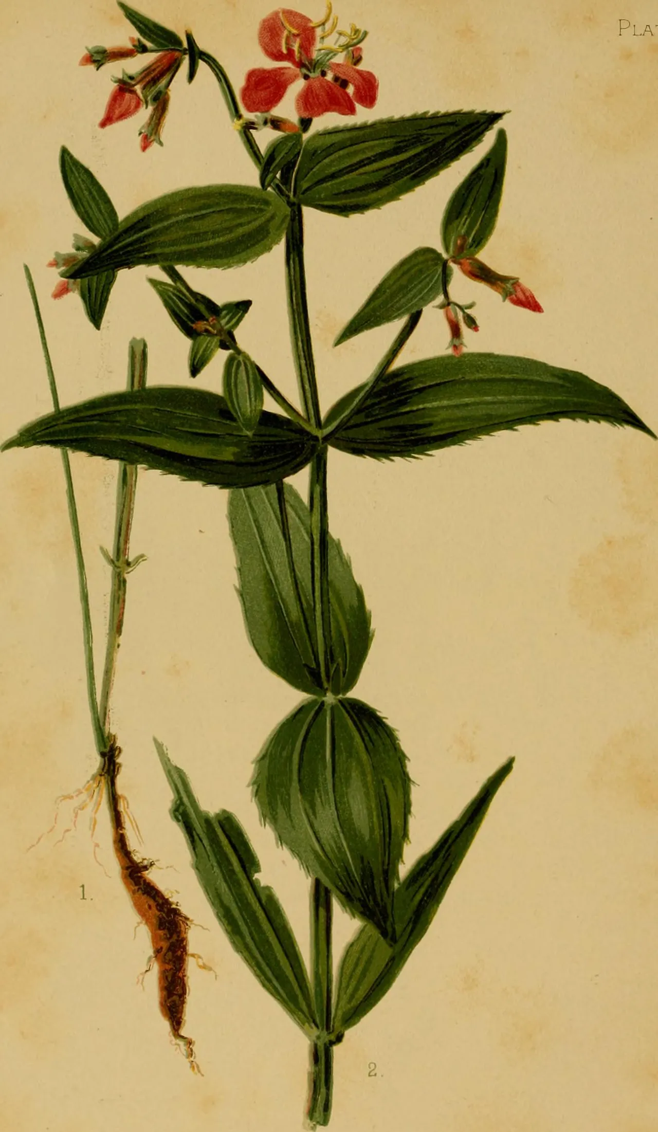 Virginia meadowbeauty (Rhexia virginica)