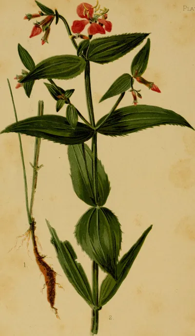 Virginia meadowbeauty