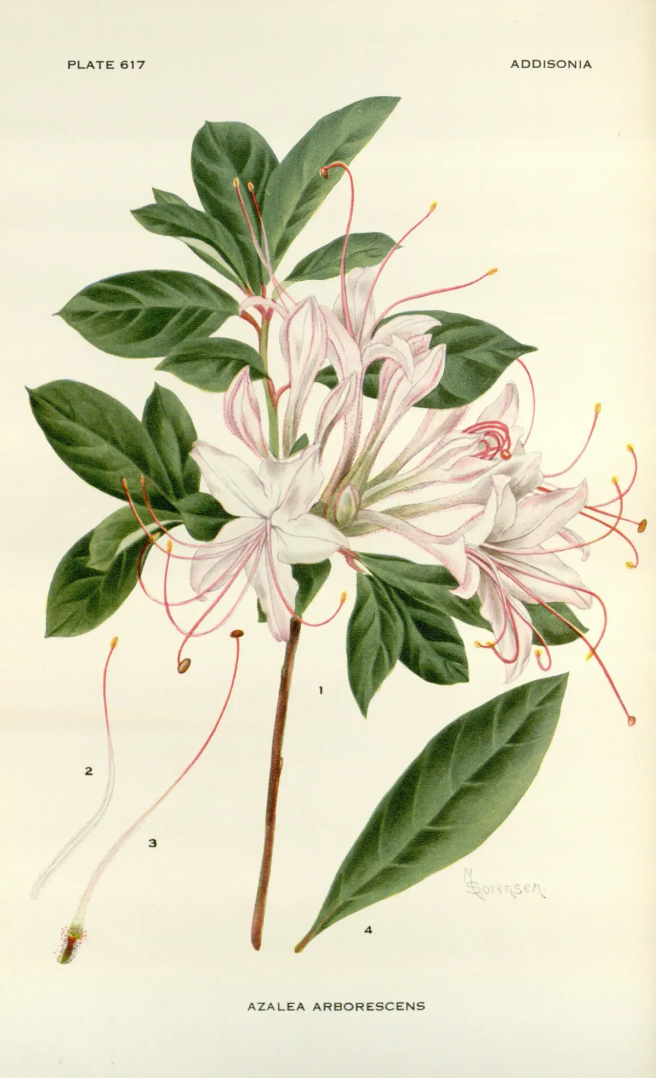 Smooth Azalea (Rhododendron arborescens)