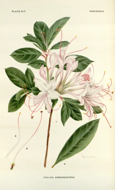 Smooth Azalea