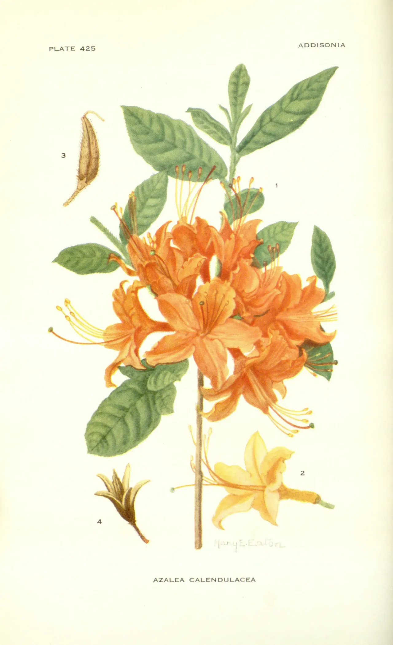 Flame Azalea (Rhododendron calendulaceum)