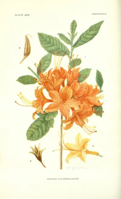 Flame Azalea