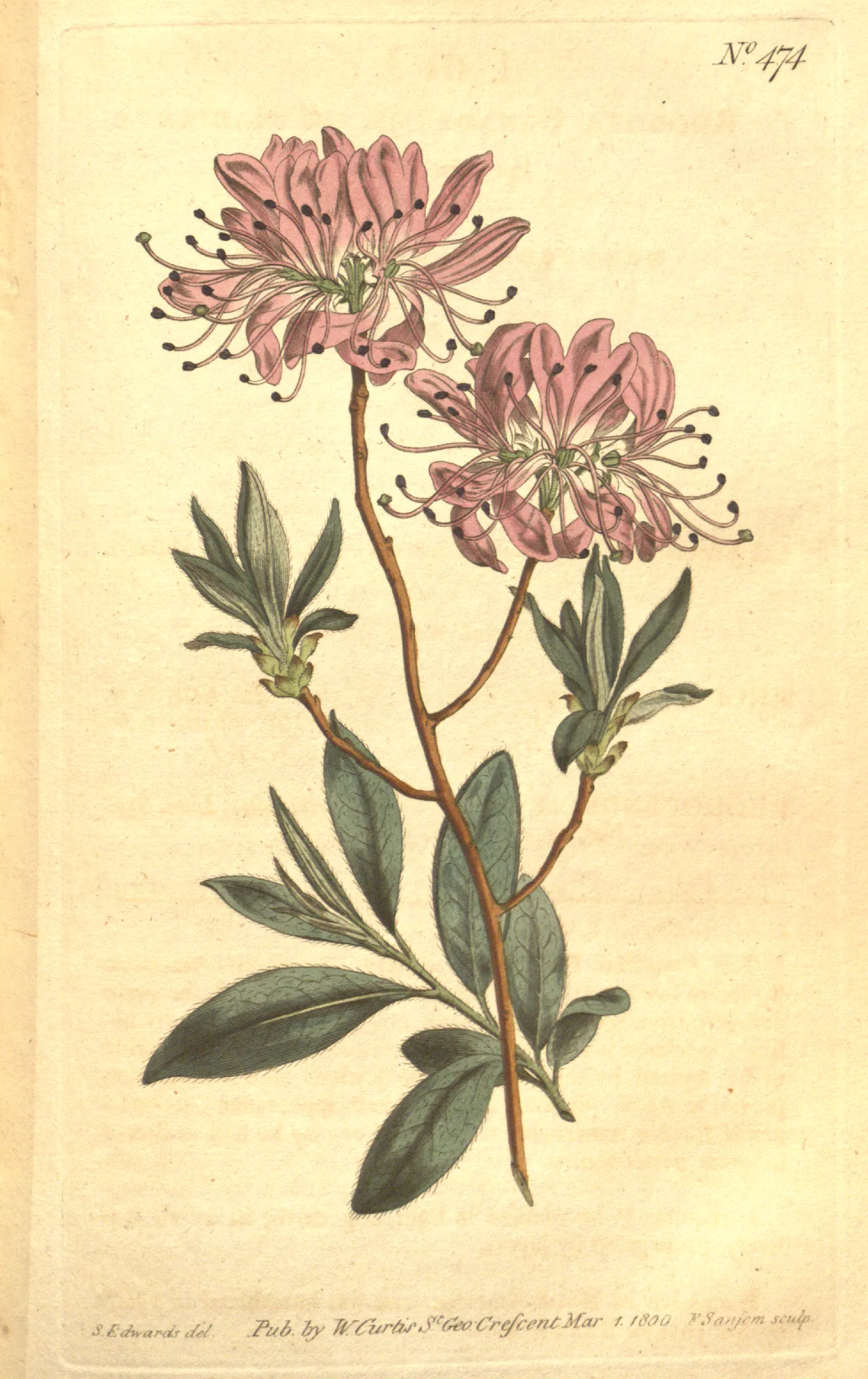 Rhodora (Rhododendron canadense)