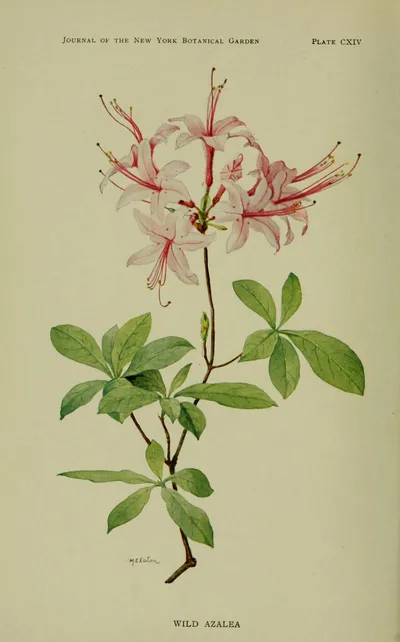 Mountain Azalea