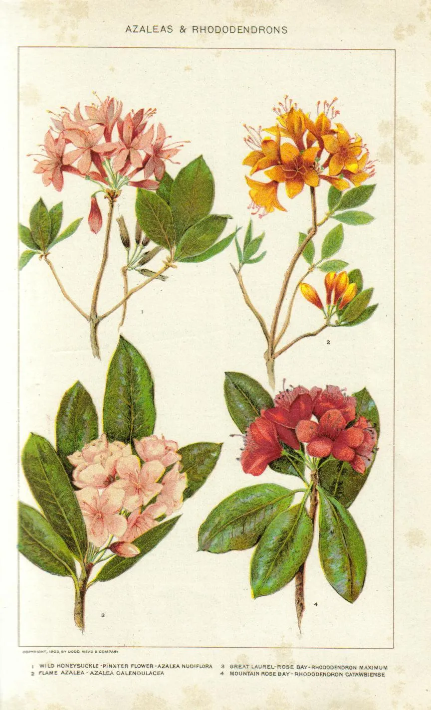 Catawba Rhododendron (Rhododendron catawbiense)