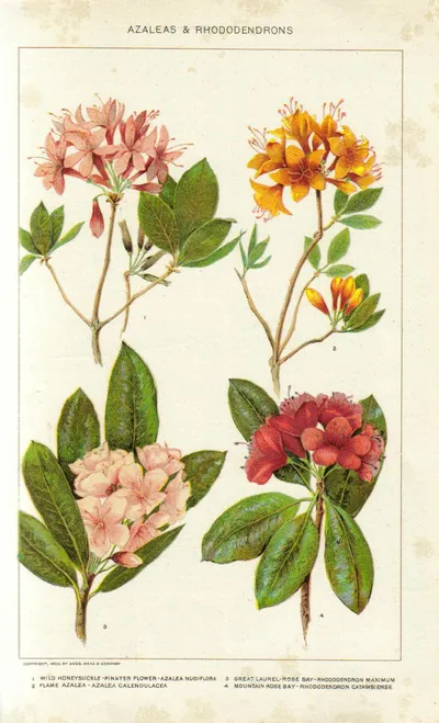 Catawba Rhododendron