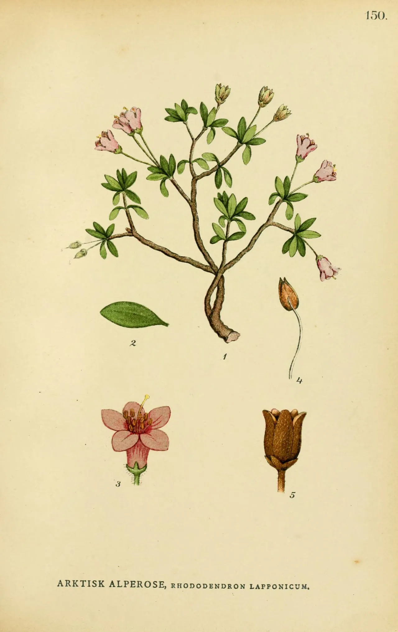 Lapland Azalea (Rhododendron lapponicum)