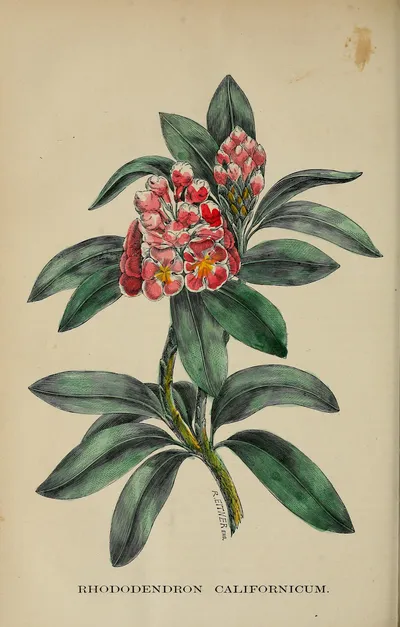 Pacific rhododendron