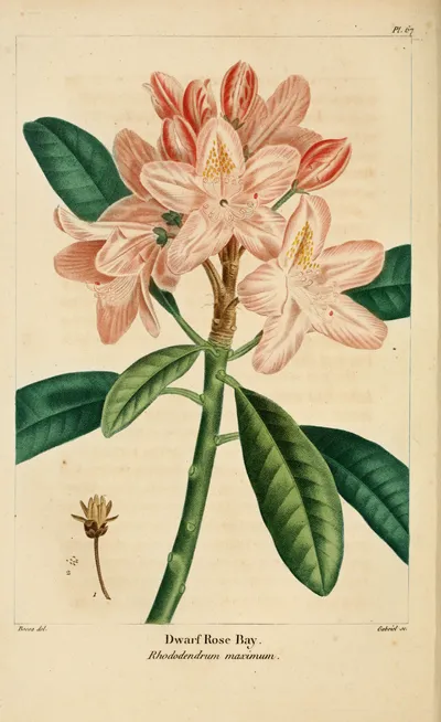 Great rhododendron