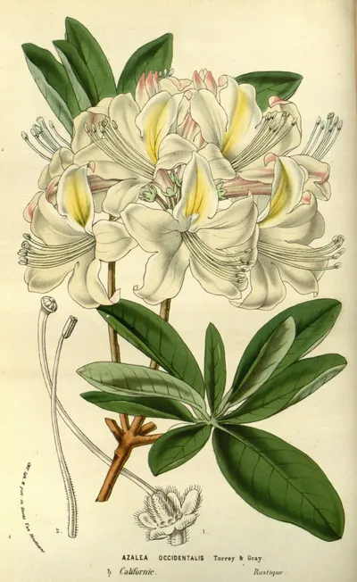 Western azalea