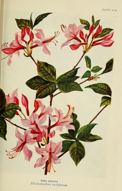 Pinxter Flower