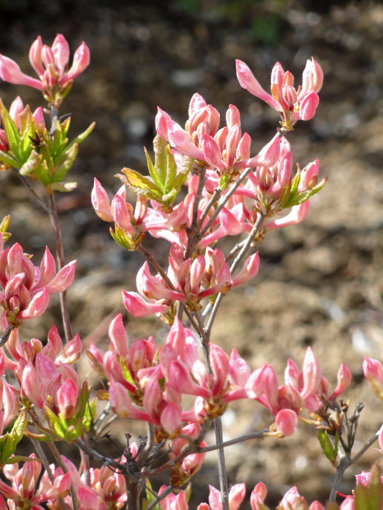 Early azalea (Rhododendron prinophyllum)