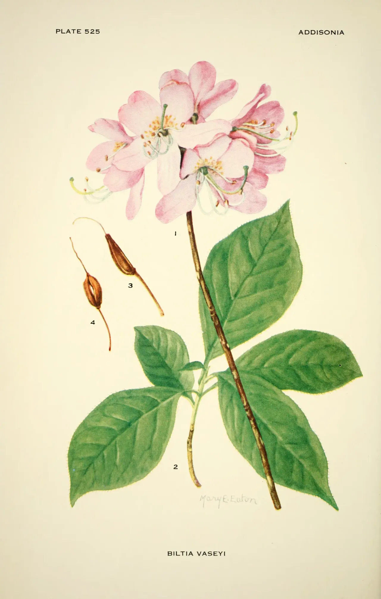 Pinkshell azalea (Rhododendron vaseyi)