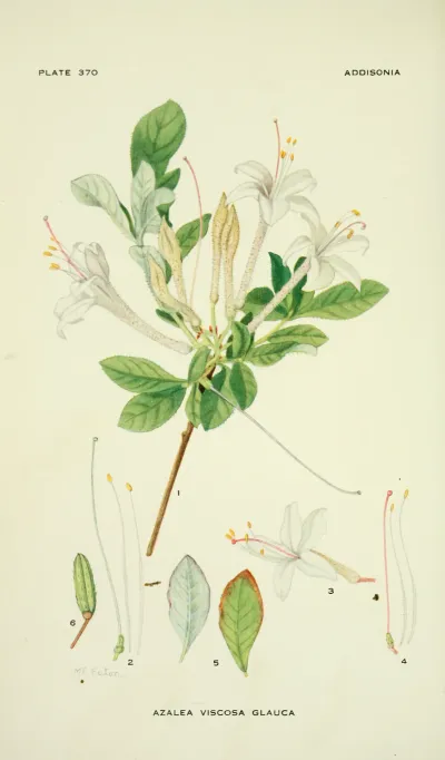Swamp azalea
