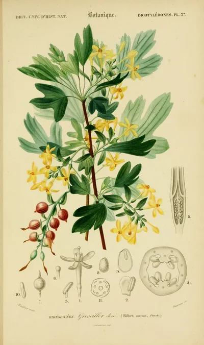 Golden currant