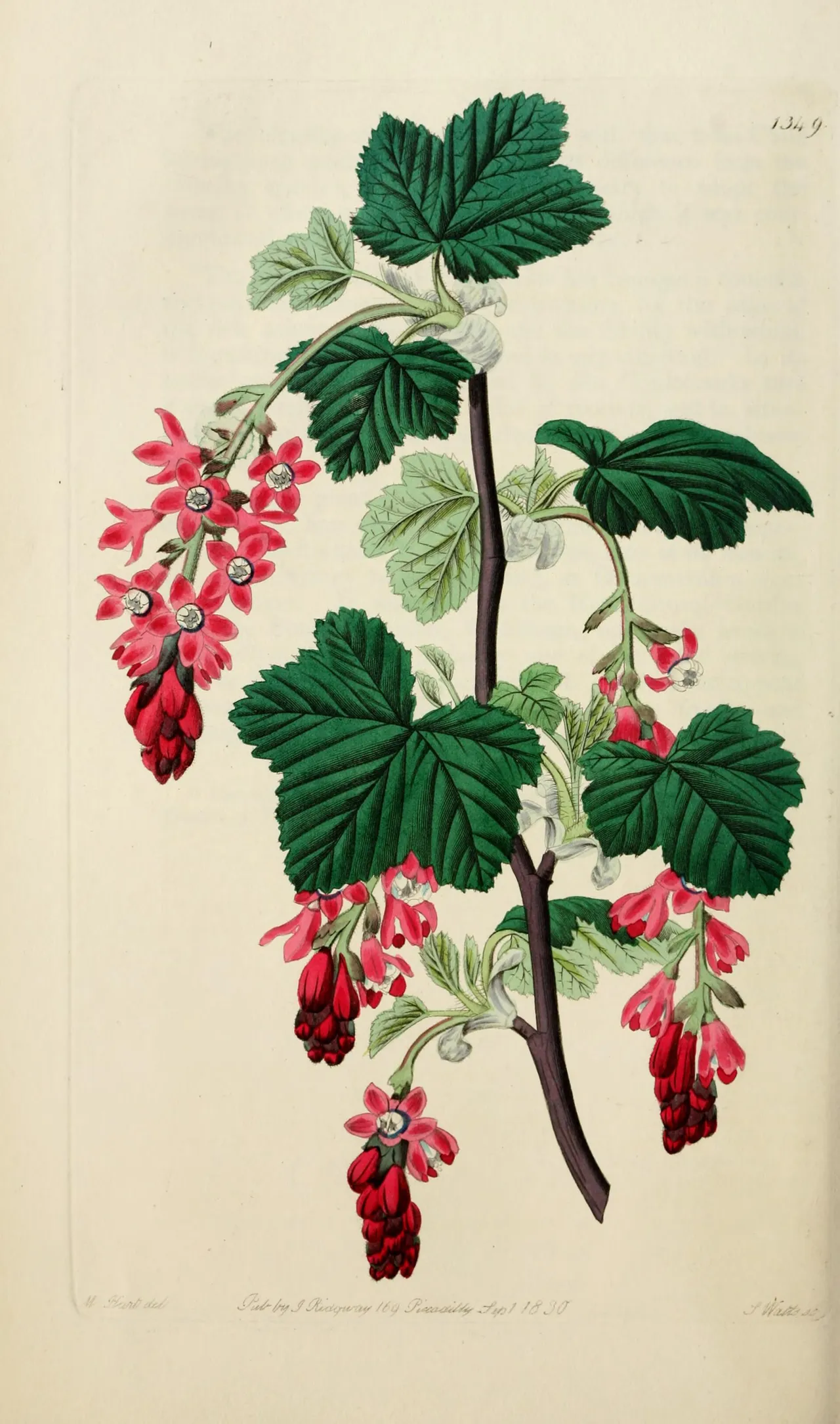 Red-flowering Currant (Ribes sanguineum)