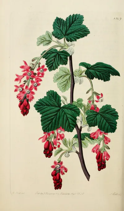 Red-flowering Currant