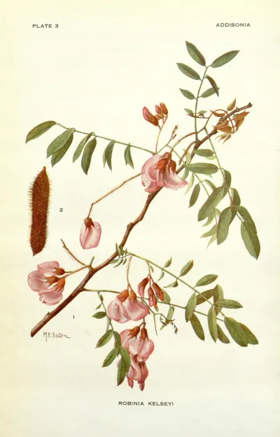 Bristly locust