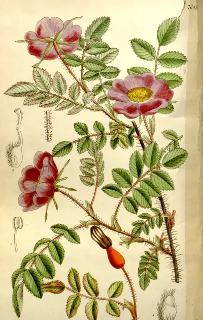 Prickly Wild Rose