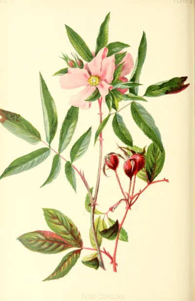 Carolina rose