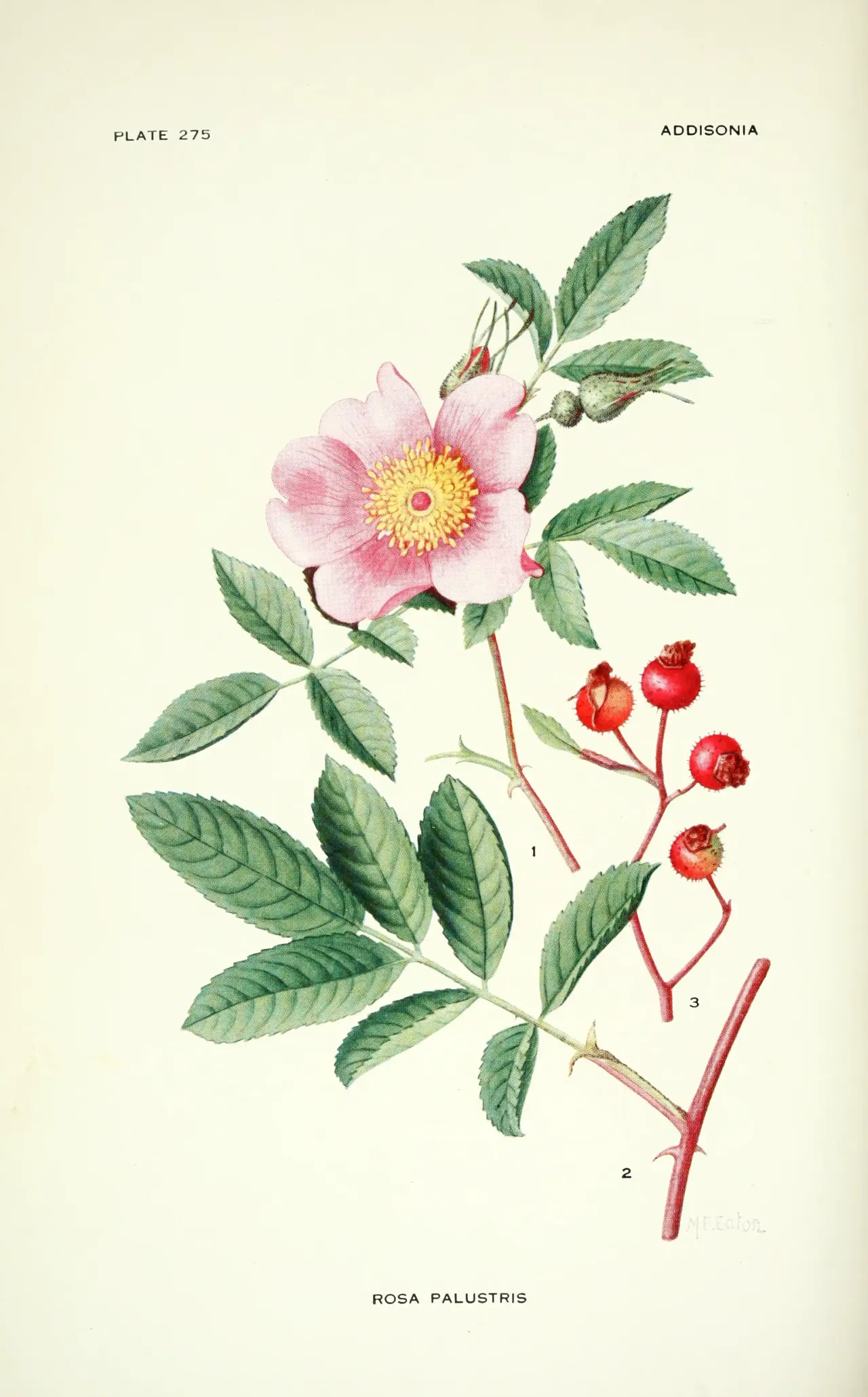 Swamp rose (Rosa palustris)