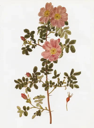 Woods' rose
