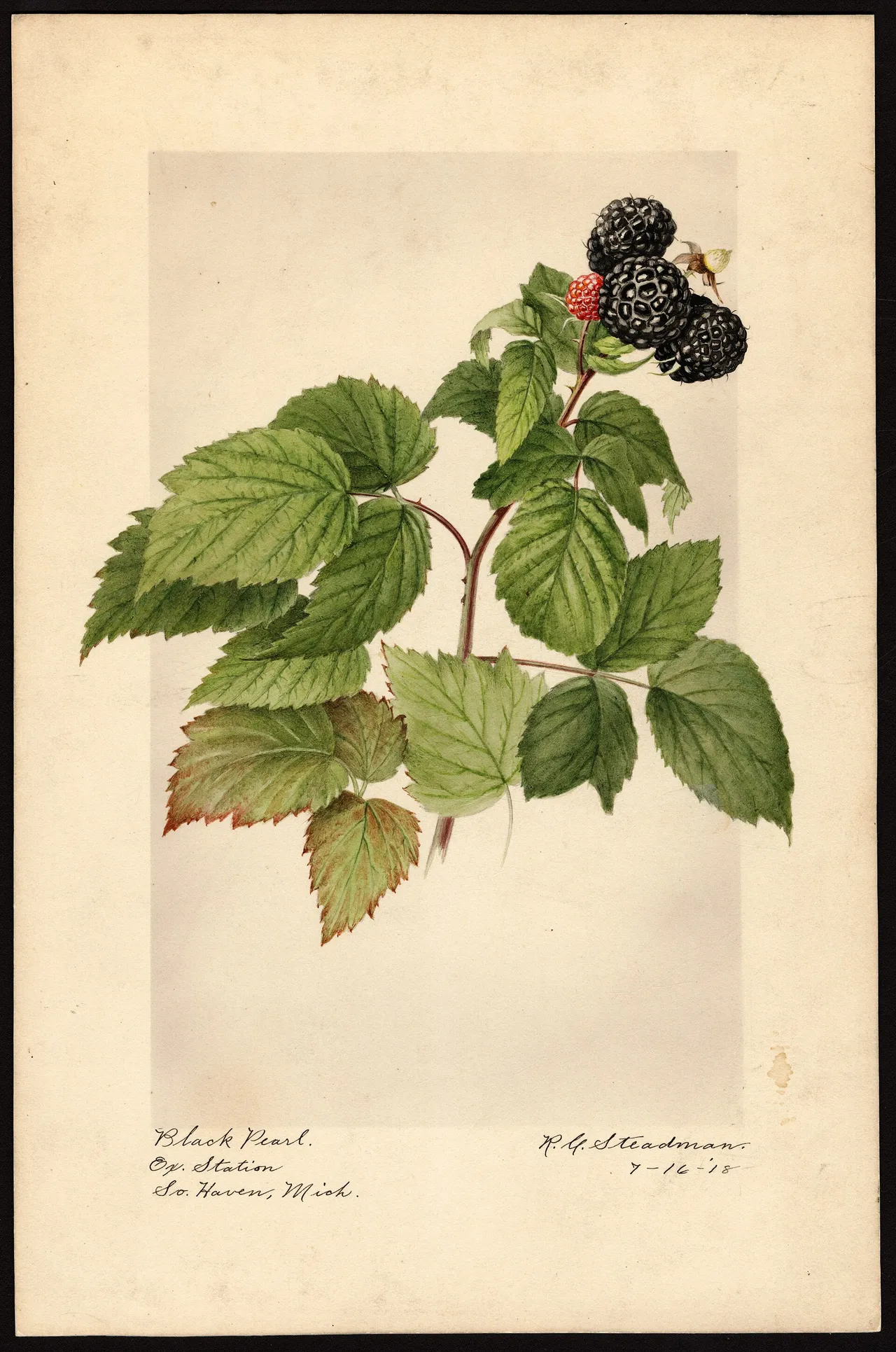 Black raspberry (Rubus occidentalis)