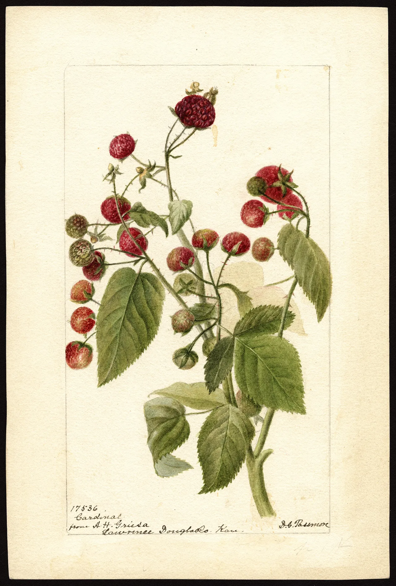 Purple-flowered raspberry (Rubus odoratus)