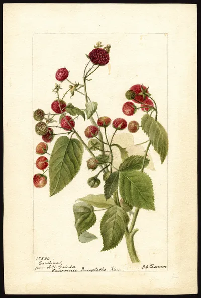 Purple-flowered raspberry