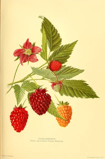 Salmonberry
