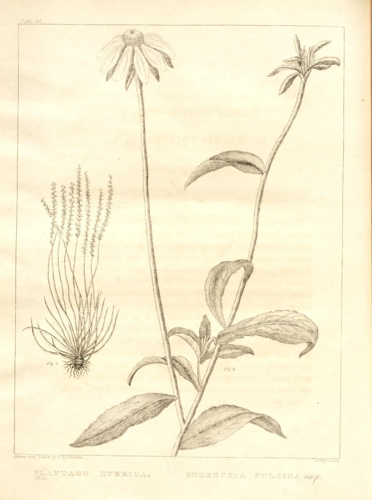 Orange coneflower (Rudbeckia fulgida)