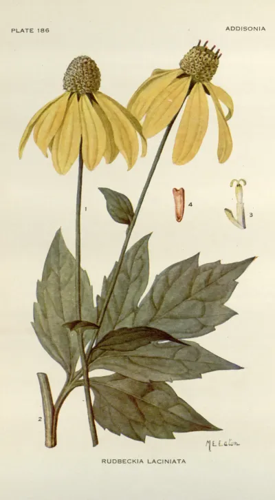 Cutleaf coneflower