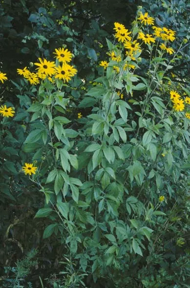 Sweet black-eyed Susan