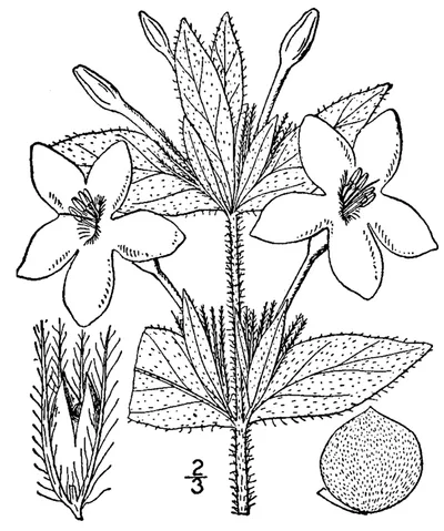 Carolina ruellia