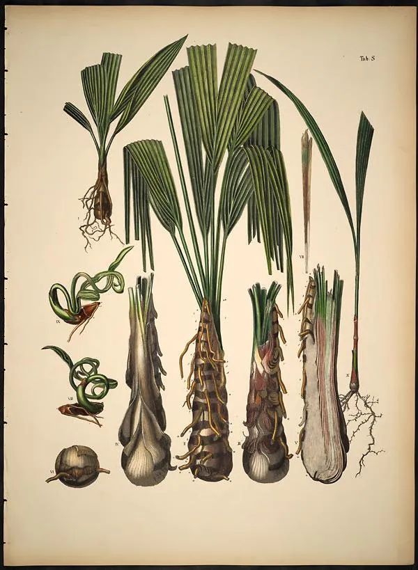Dwarf Palmetto (Sabal minor)