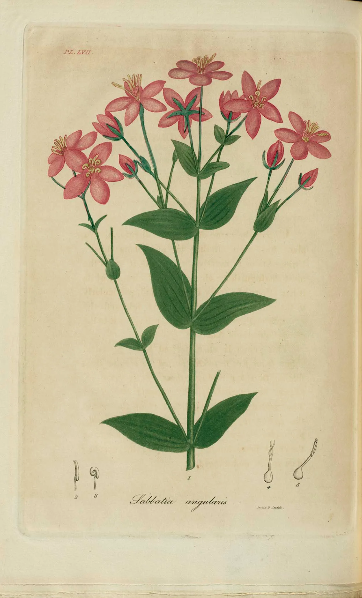 Rosepink (Sabatia angularis)