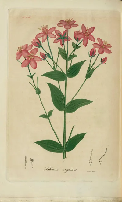 Rosepink