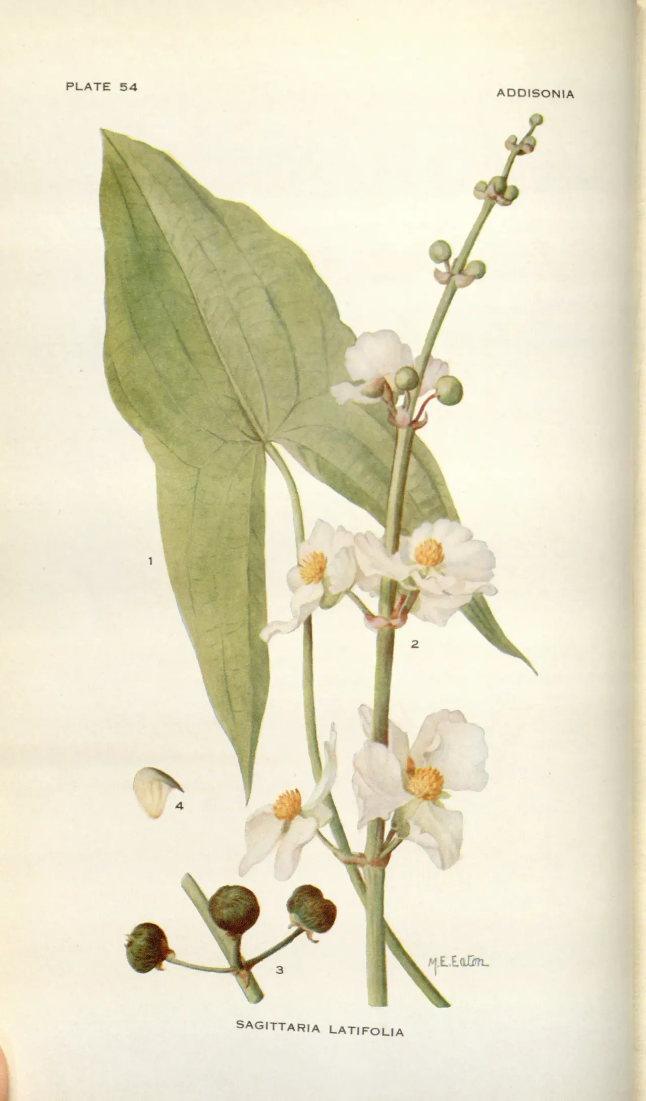 Broadleaf arrowhead (Sagittaria latifolia)